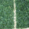 Simulated Milan lawn, simulated sunflower seed lawn, simulated plastic lawn, eucalyptus turf manufacturer details Picture