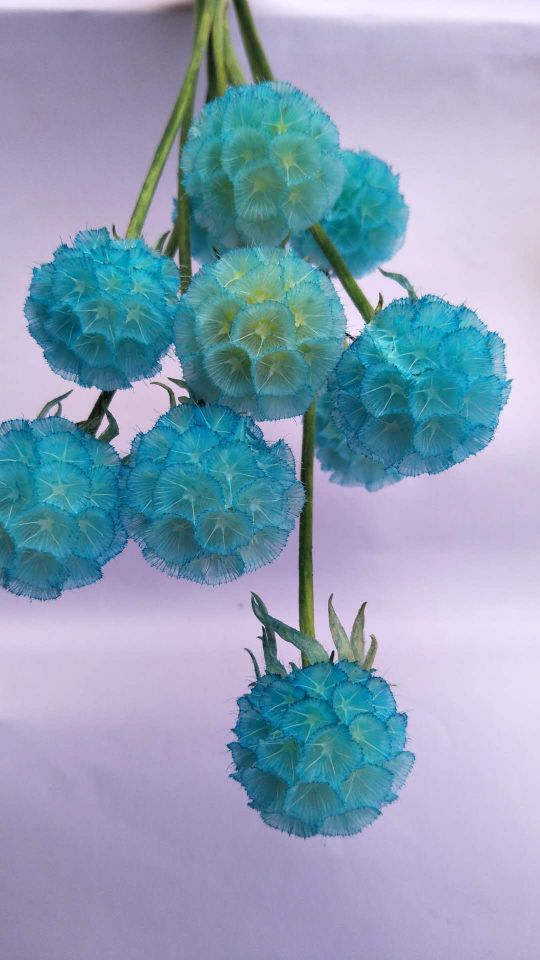 Eternal flower, preserved flower, pine fruit Application Scenario