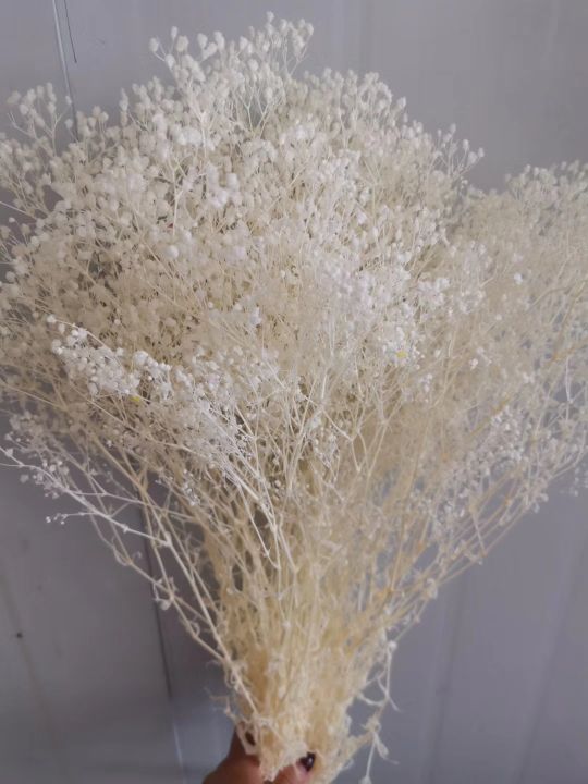 Eternal flowers, dried flowers, asters, bleached stars