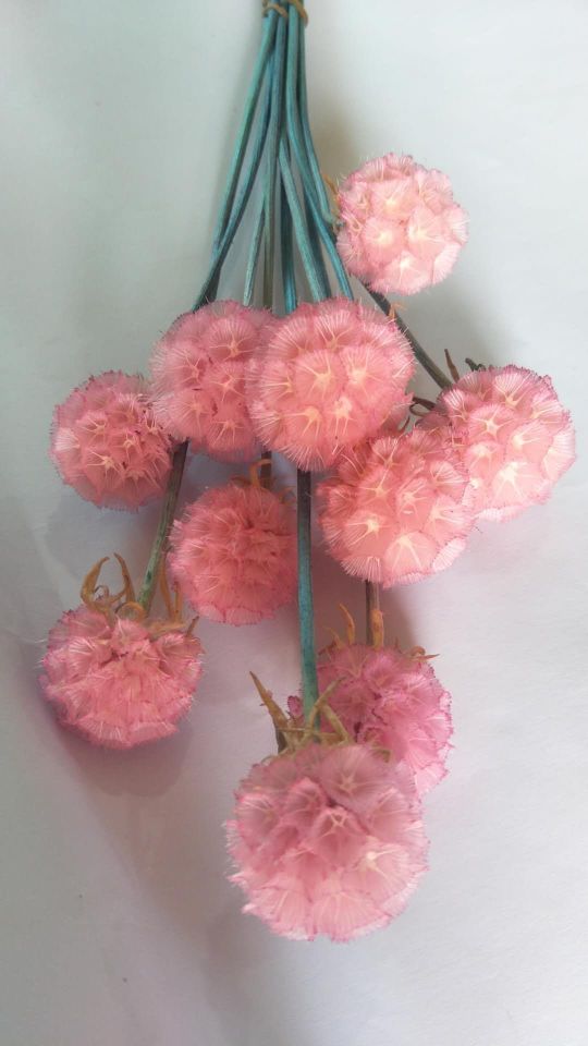 Eternal flower, preserved flower, pine fruit details Picture