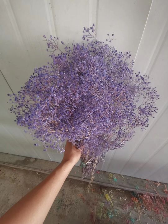 Eternal flowers, dried flowers, asters, bleached stars Specification image