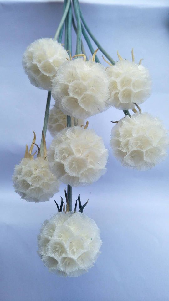 Eternal flower, preserved flower, pine fruit