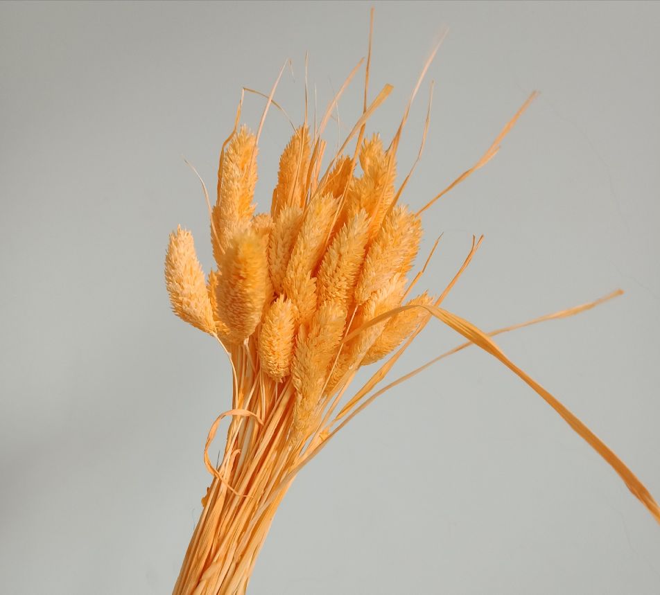 Dried flower, eternal flower, gemstone grass Specification image