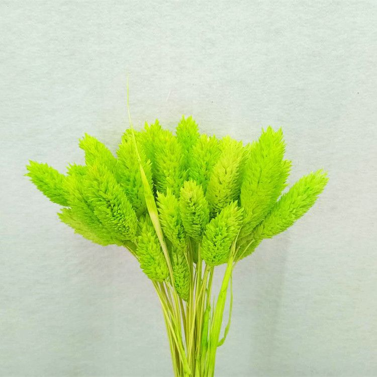 Dried flower, eternal flower, gemstone grass