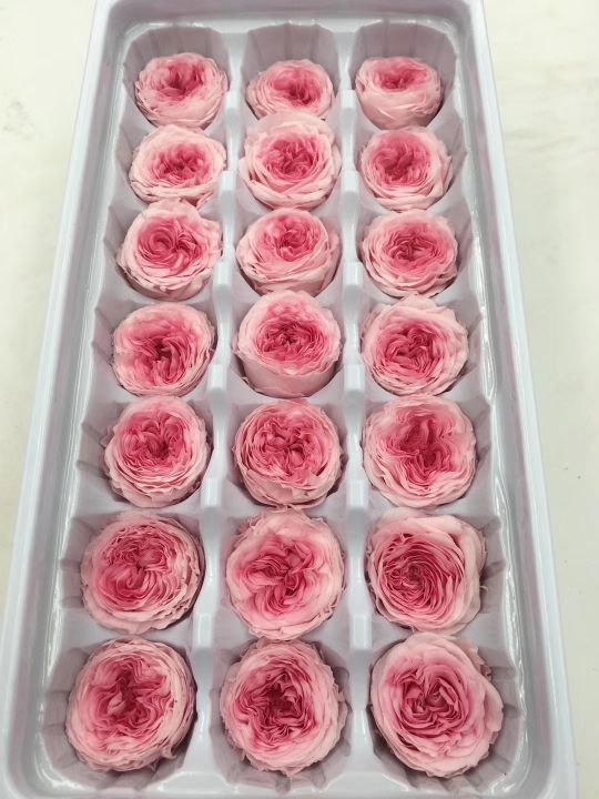 保鲜花 永生花 巧克力小奥斯丁玫瑰