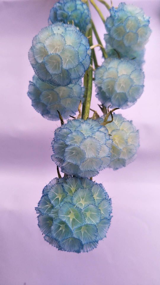 Eternal flower, preserved flower, pine fruit Specification image
