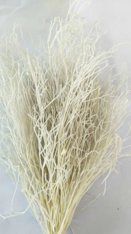 Eternal flower, preserved flower, dream grass details Picture