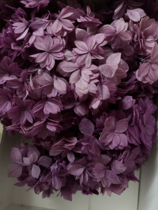Eternal flower, preserved flower, double-petal hydrangea