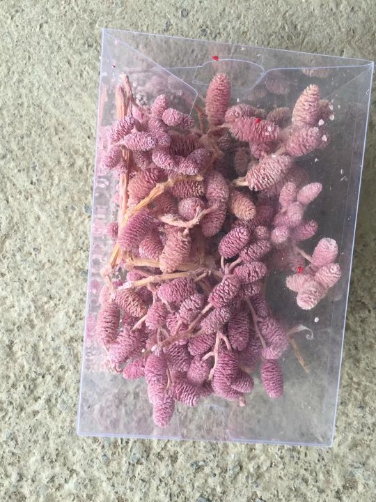 仿真植物实物图