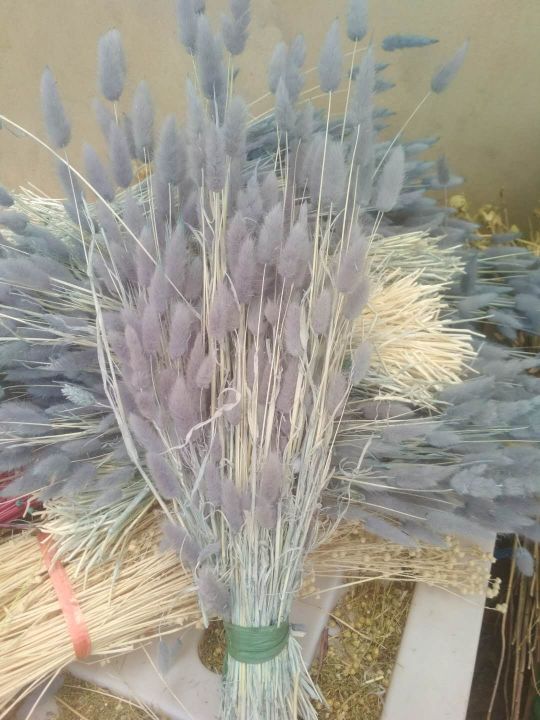 The dried flowers of the asters, the eternal flowers of the rabbit tail and dog tail grasses Specification image