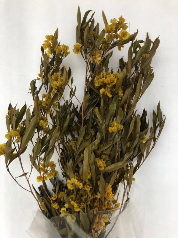 Preserved flowers, eternal flowers, and butterfly flowers details Picture