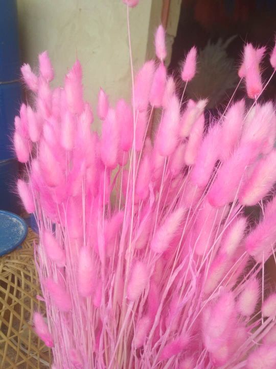The dried flowers of the asters, the eternal flowers of the rabbit tail and dog tail grasses details Picture