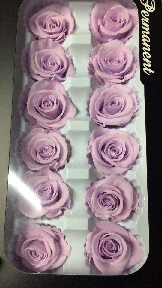 Everlasting rose, 3-4cm preserved flower details Picture