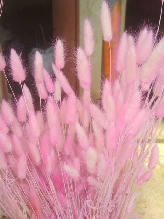 The dried flowers of the asters, the eternal flowers of the rabbit tail and dog tail grasses