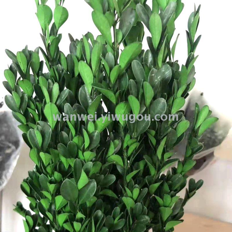 Wan Wei, eternal flower, preserved flower, small-leaf boxwood Specification image