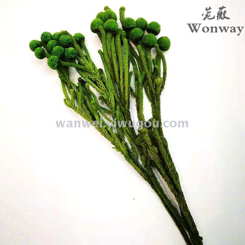 Coral bean dried flower decorative flower props Specification image