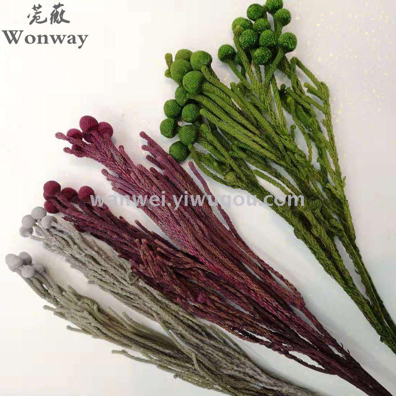 Coral bean dried flower decorative flower props