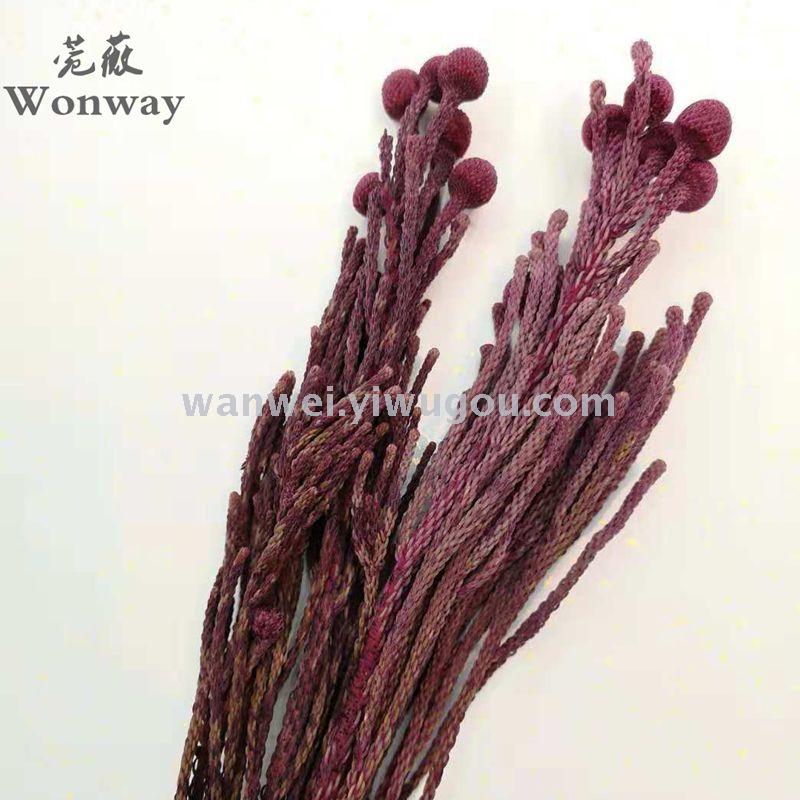 Coral bean dried flower decorative flower props Application Scenario