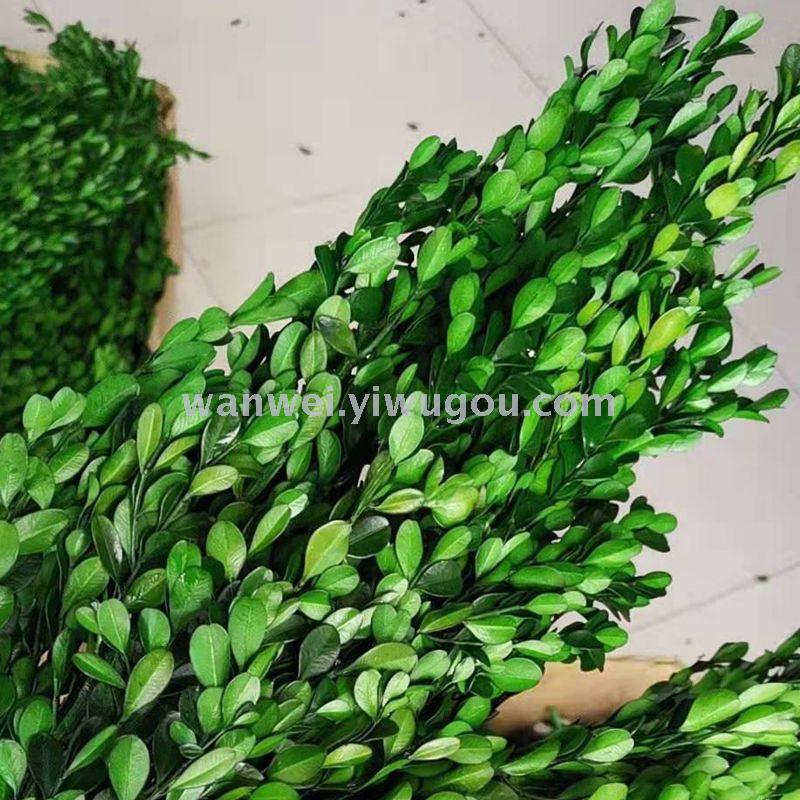 Wan Wei, eternal flower, preserved flower, small-leaf boxwood details Picture