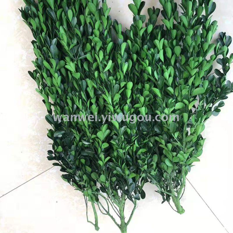 Wan Wei, eternal flower, preserved flower, small-leaf boxwood