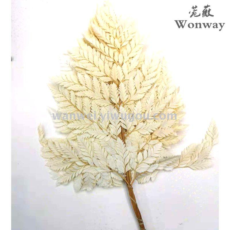 Preserved flowers, everlasting flowers, tall goat tooth fern plant handicrafts, grass floating bottles, soft furnishings, wedding supplies