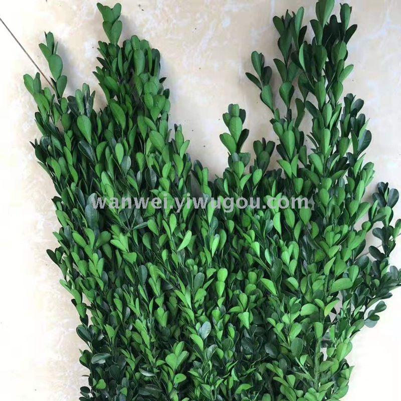 Wan Wei, eternal flower, preserved flower, small-leaf boxwood Application Scenario