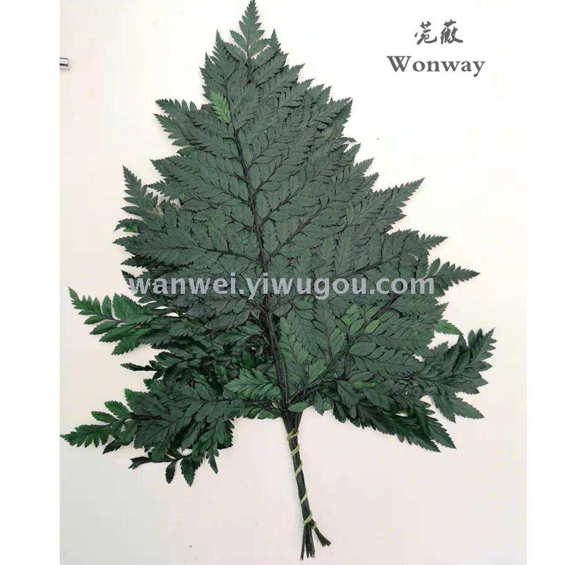 Preserved flowers, everlasting flowers, tall goat tooth fern plant handicrafts, grass floating bottles, soft furnishings, wedding supplies Application Scenario