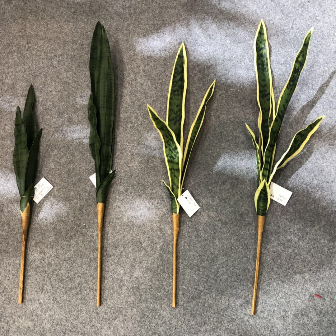 Simulated tiger skin lily, desert plant, simulated agave, single tiger skin lily, yellow-edged tiger skin lily, Phalaenopsis leaves details Picture