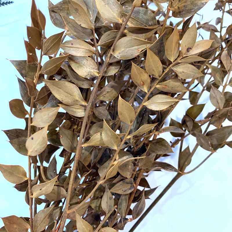 Imported dried flower material, Fugui Leaf Item Picture