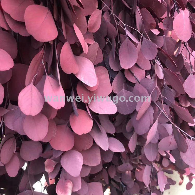 Eternal preserved fresh flowers, eucalyptus apple leaf handicrafts, glass cover, specially designed for flower arrangement