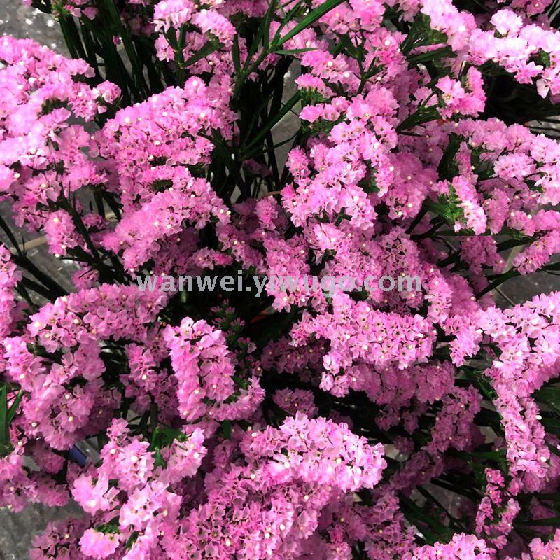 永生保鲜花勿忘我 工艺品 饰品 插花专用花材
