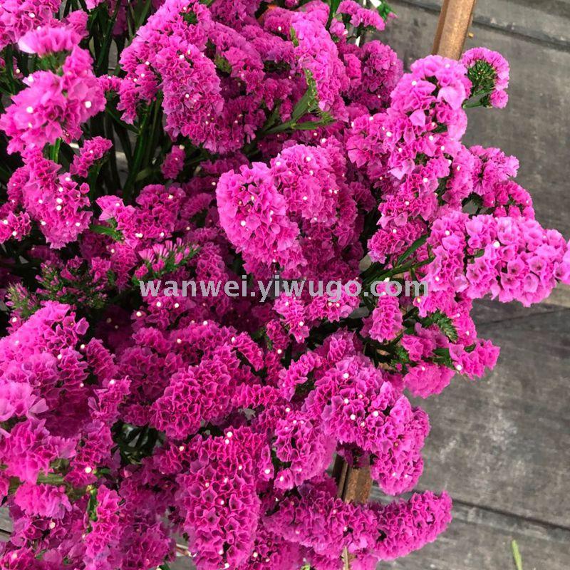 永生保鲜花勿忘我 工艺品 饰品 插花专用花材产品图
