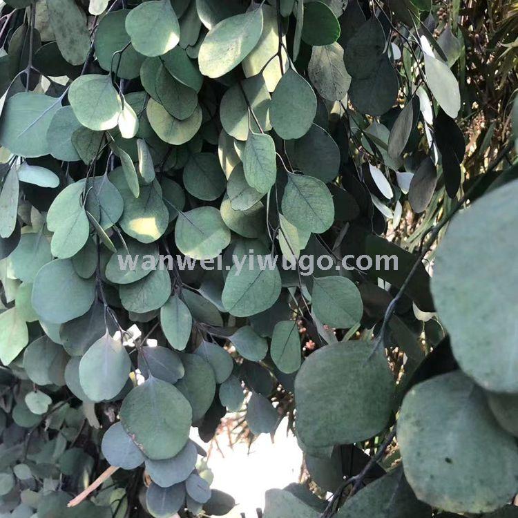 Eternal preserved fresh flowers, eucalyptus apple leaf handicrafts, glass cover, specially designed for flower arrangement Application Scenario
