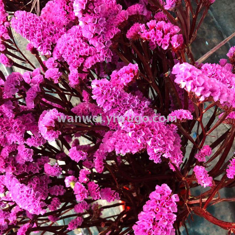 永生保鲜花勿忘我 工艺品 饰品 插花专用花材白底实物图