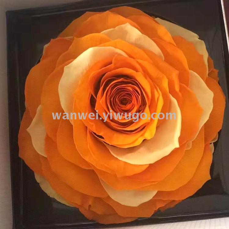 Wanwei imported giant seven-color preserved flowers wholesale, everlasting flowers wholesale Specification image