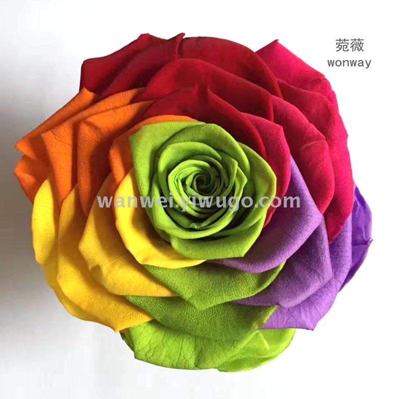 菀薇进口巨型七彩保鲜花批发 永生花批发