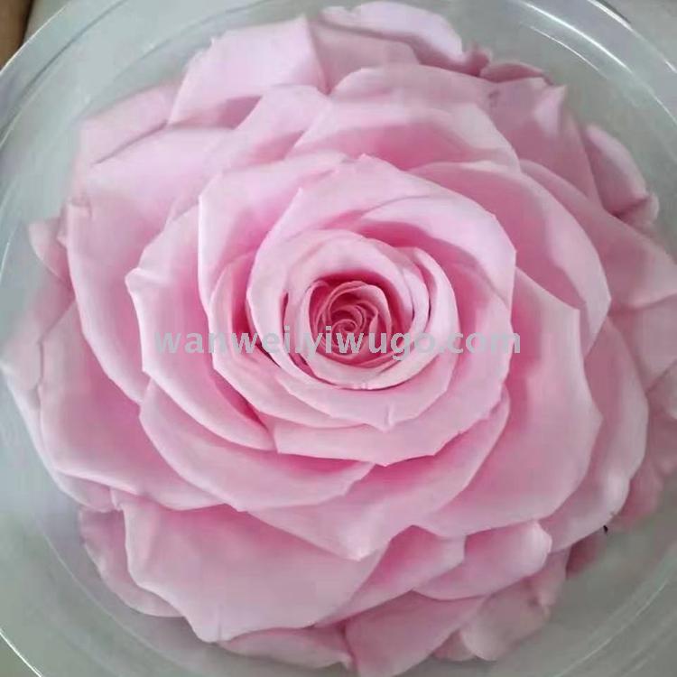 Wanwei Everlasting Preserved Flower Giant never-fading Rose Little Prince Glass Cover Special Application Scenario