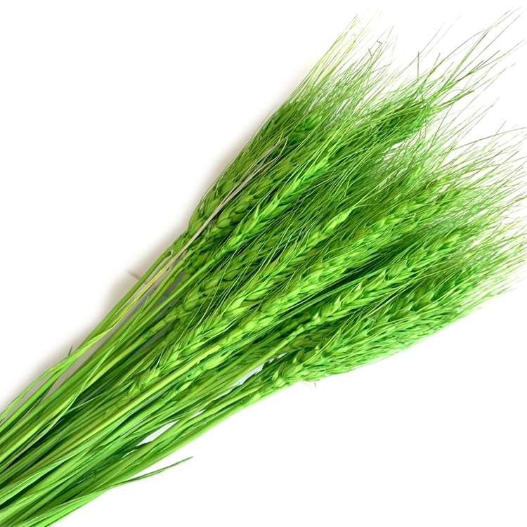 Eternal dried flower natural plant wheat Specification image