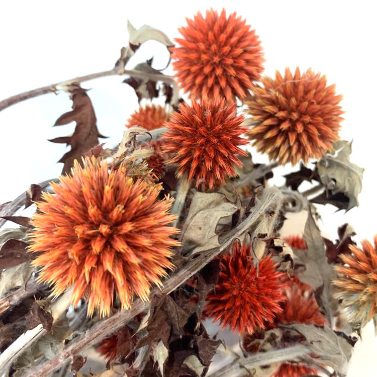 Blue Planet preserved fresh flowers, ecological flowers that never wither, and preserved flower accessories