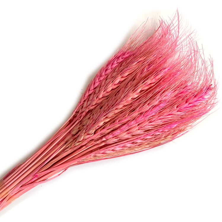 Eternal dried flower natural plant wheat Item Picture