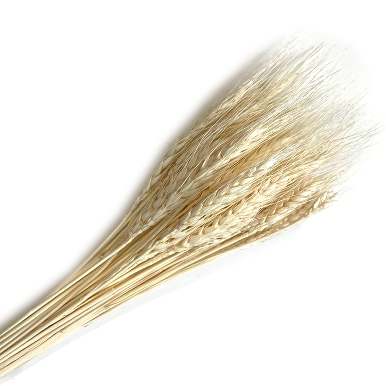 Eternal dried flower natural plant wheat Application Scenario