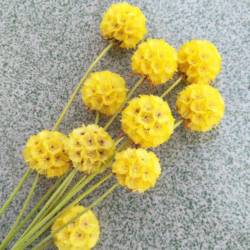 Pure natural plant dried flowers, pine fruit, windmill fruit, soft furnishings, handicrafts, photo frames, flower arrangements Application Scenario