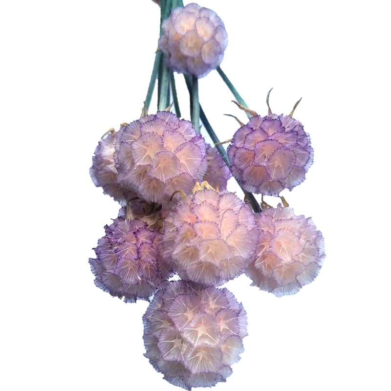 Pure natural plant dried flowers, pine fruit, windmill fruit, soft furnishings, handicrafts, photo frames, flower arrangements Item Picture