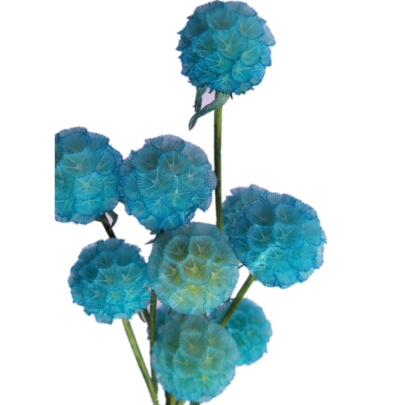 Pure natural plant dried flowers, pine fruit, windmill fruit, soft furnishings, handicrafts, photo frames, flower arrangements
