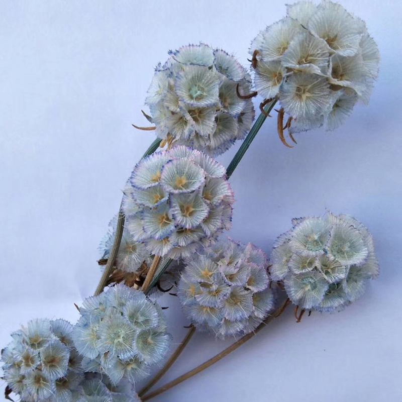 Pure natural plant dried flowers, pine fruit, windmill fruit, soft furnishings, handicrafts, photo frames, flower arrangements Specification image