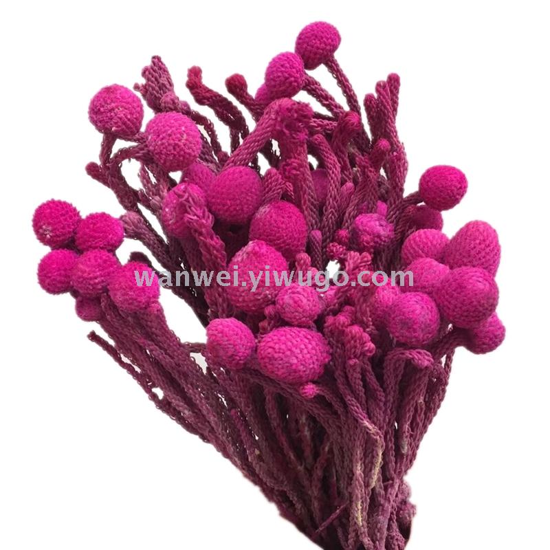 Pure natural plant dried flowers, large silver fruit, coral bean handicrafts, flower arrangement and matching Item Picture