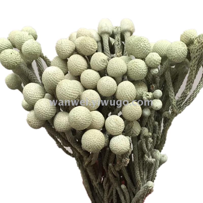 Pure natural plant dried flowers, large silver fruit, coral bean handicrafts, flower arrangement and matching Specification image