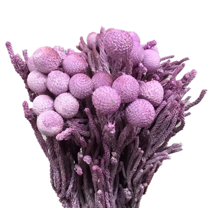 纯正天然植物干花大银果珊瑚豆 工艺品 插花配花