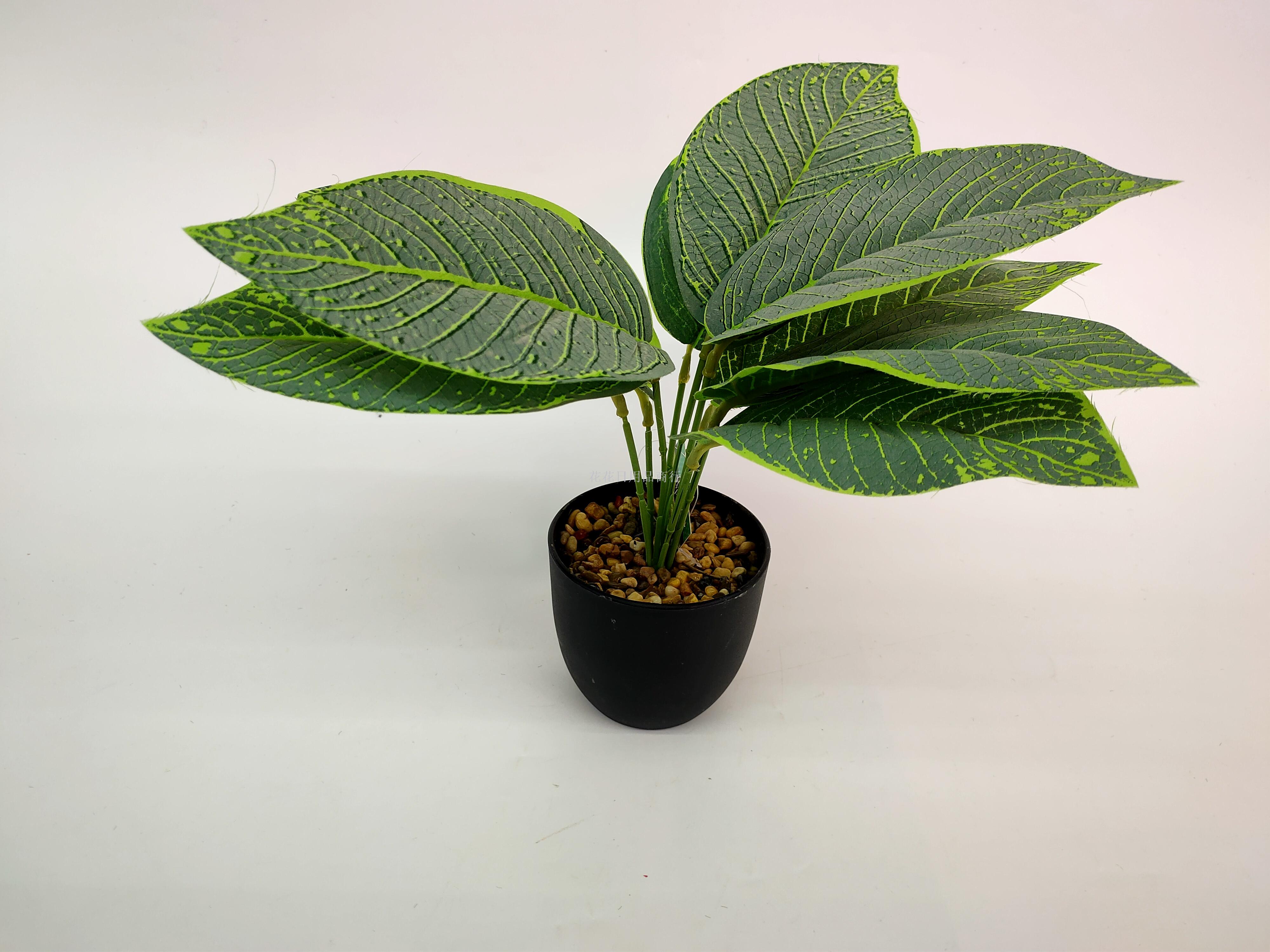 New black basin apple leaf simulates green leaf plant bonsai green adornment photograph collocation