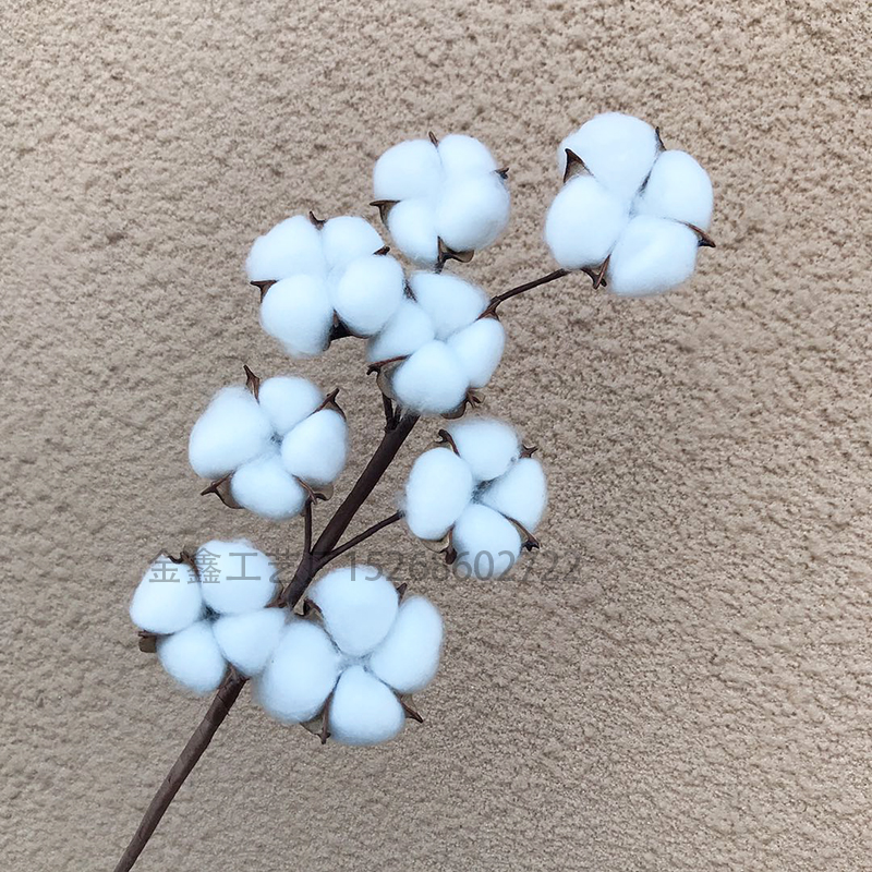 天然木棉花8头棉花长枝干花永生花婚礼居家装饰圣诞用花拍摄道具